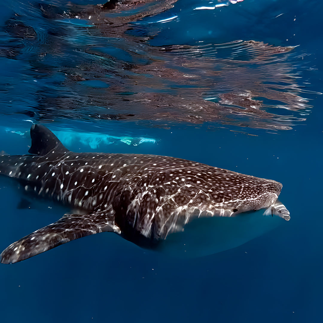 Whale Shark Explorer Scuba Diving Package in Maldives