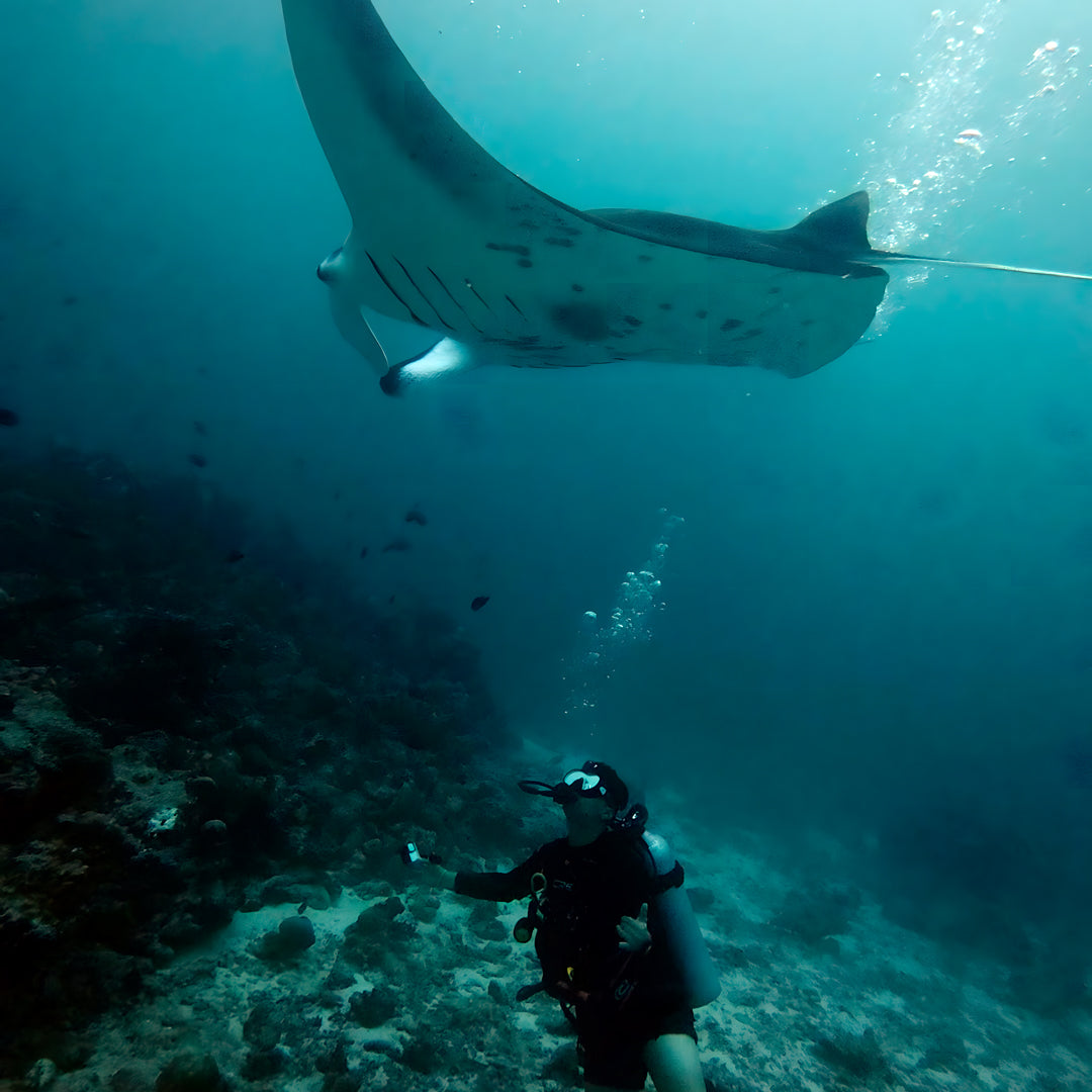 Whale Shark Explorer Scuba Diving Package in Maldives