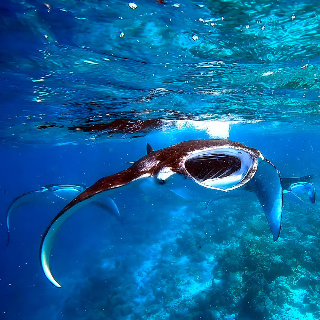 Basic Dhangethi Reef Exploration