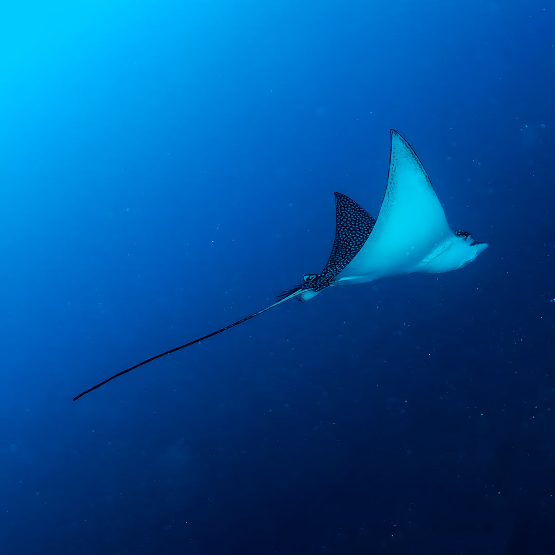 Discovery Dive in Fuvahmulah