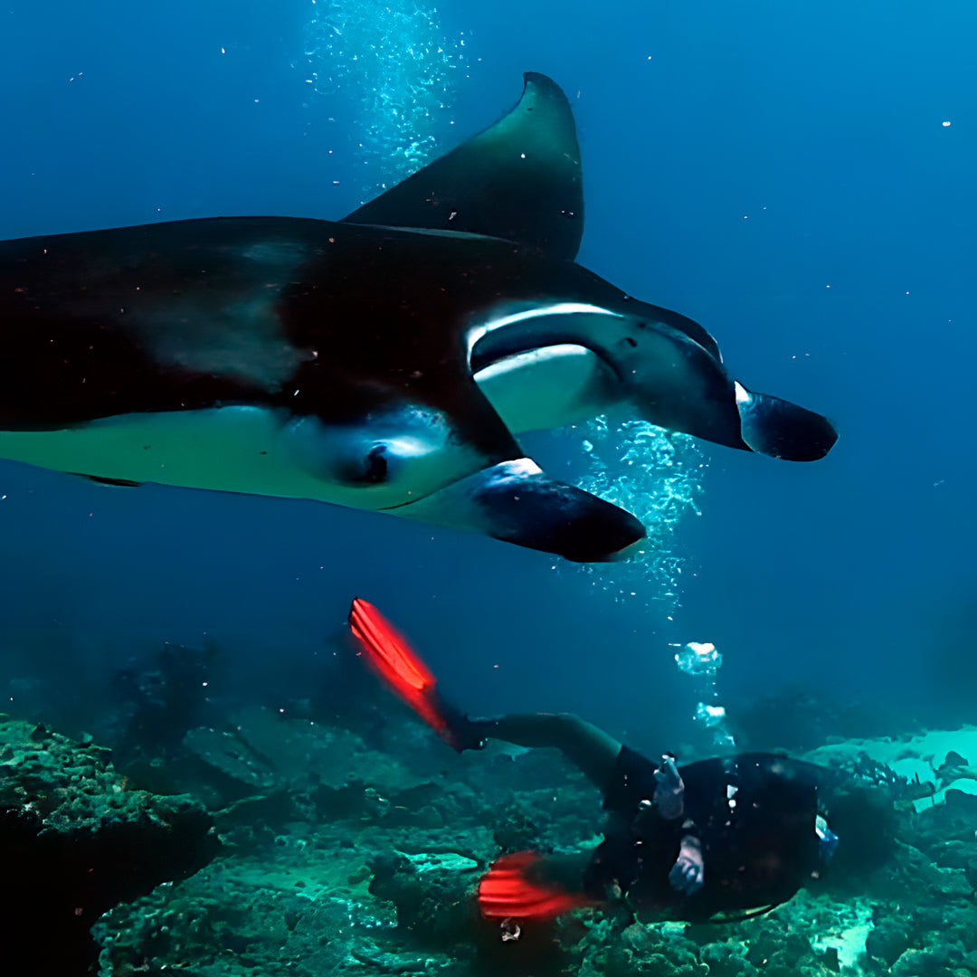 Discovery Dhangethi Scuba Dive