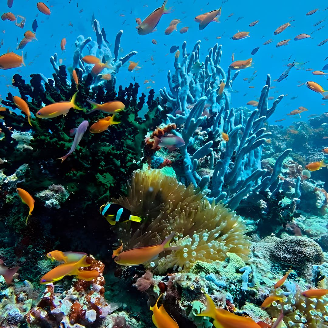 Whale Shark Explorer Scuba Diving Package in Maldives