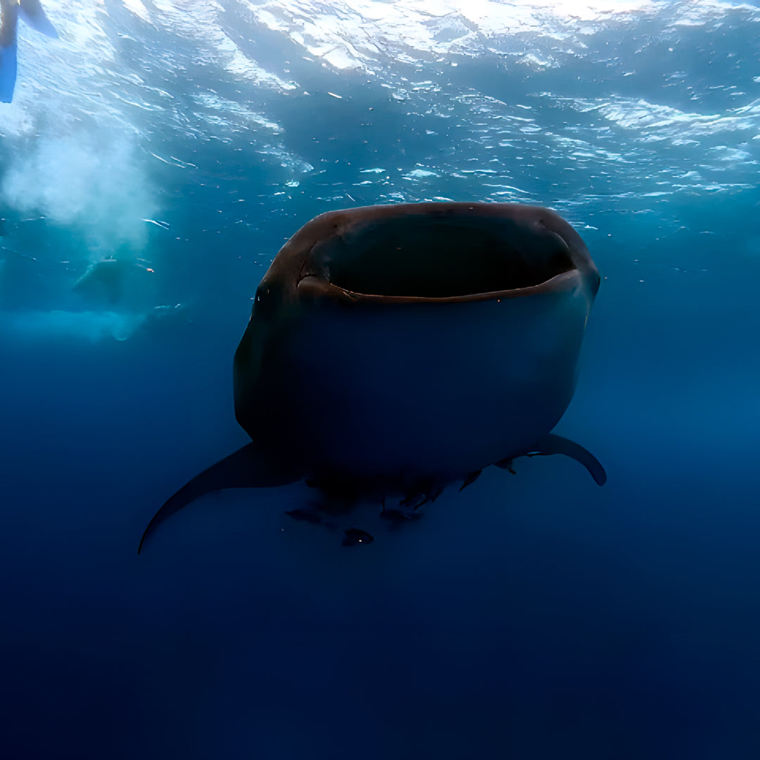 Discovery Dive in Fuvahmulah