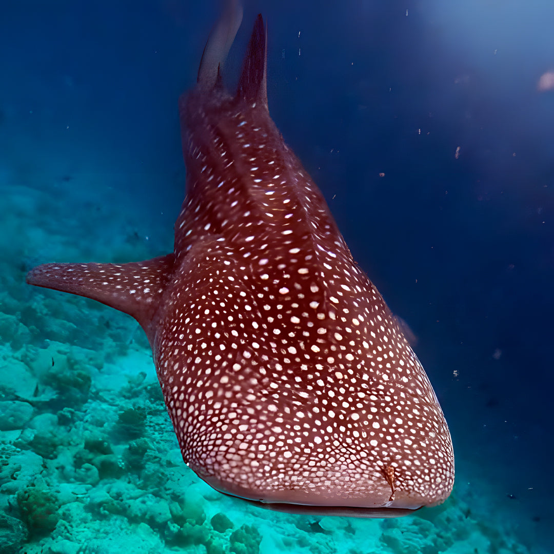 Whale Shark Explorer Scuba Diving Package in Maldives