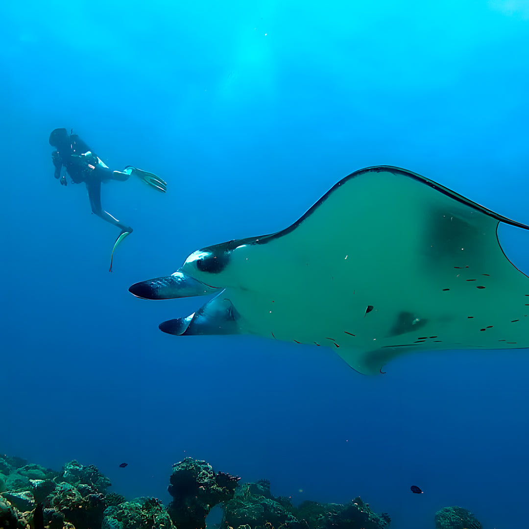 Whale Shark Explorer Scuba Diving Package in Maldives