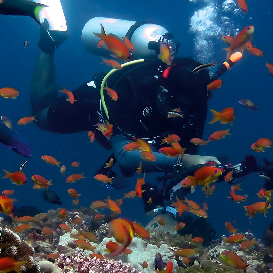 Whale Shark Explorer Scuba Diving Package in Maldives