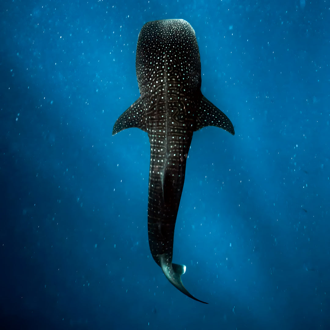 PADI Digital Underwater Imaging Specialty