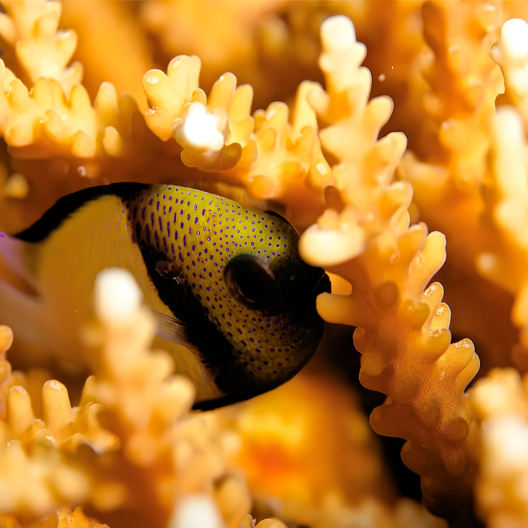 Basic Dhangethi Fun Dive