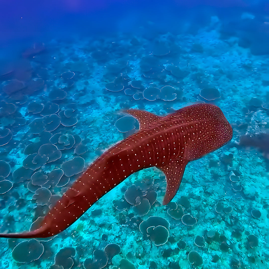 Basic Dhangethi Fun Dive