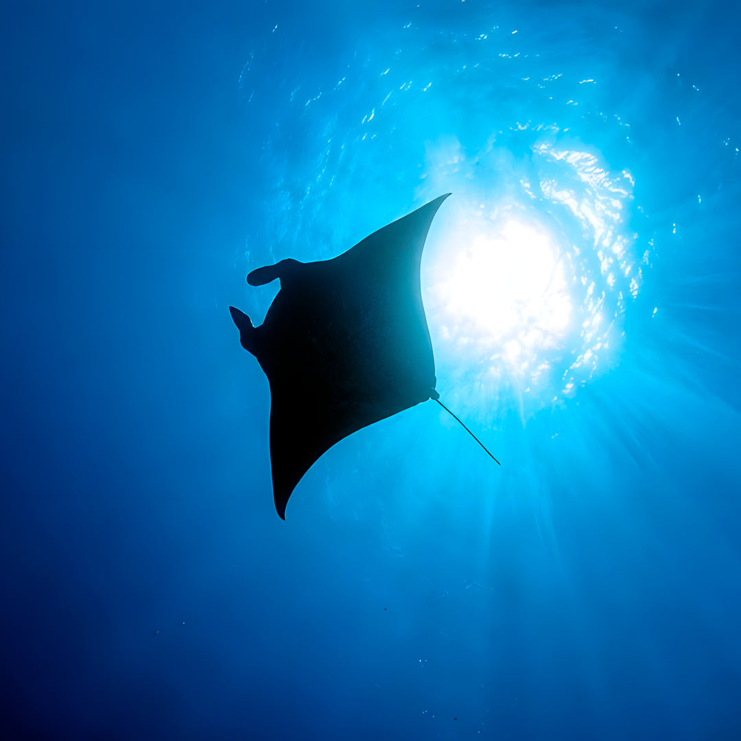 Basic Dhangethi Reef Exploration