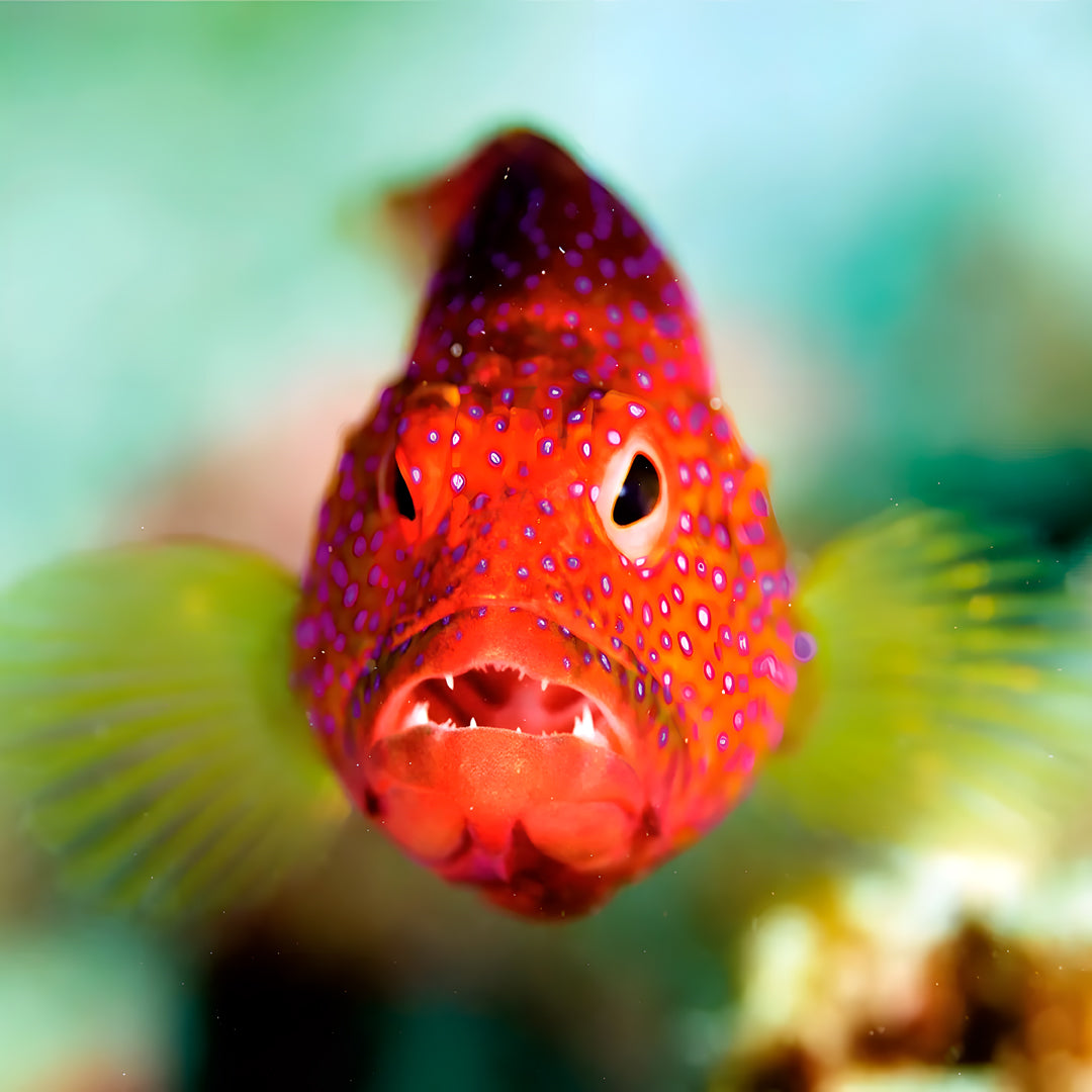 Discovery Dhangethi Scuba Dive