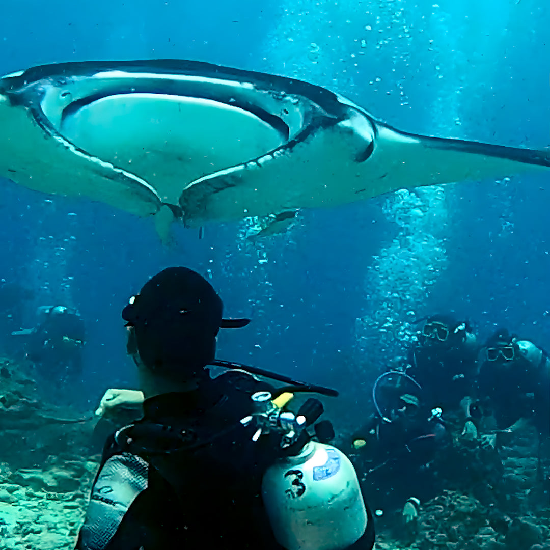 Whale Shark Explorer Scuba Diving Package in Maldives