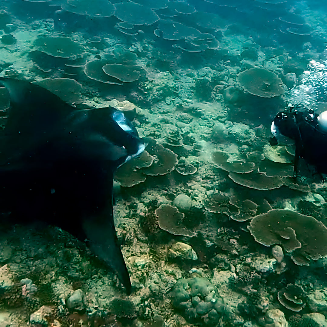 PADI Deep Diver Specialty in Maldives