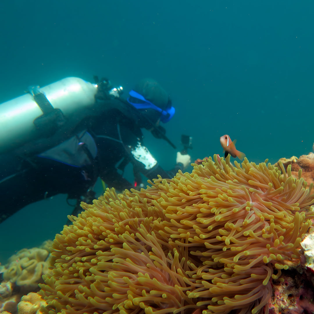 Basic Dhangethi Reef Exploration