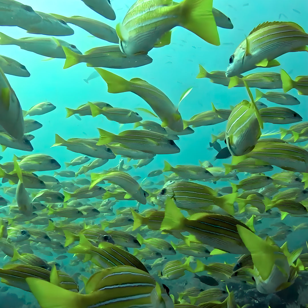 Discovery Dhangethi Scuba Dive