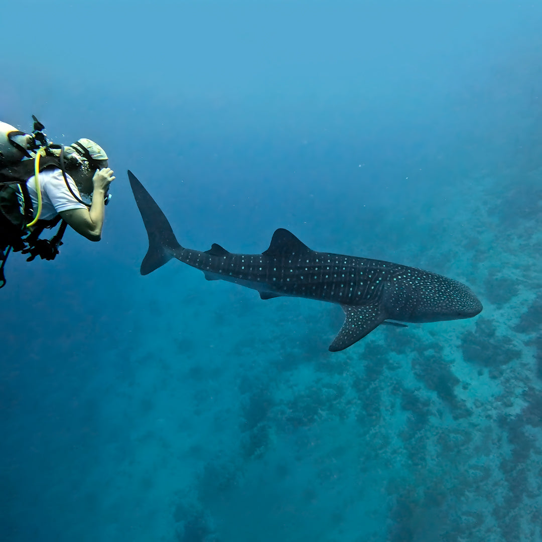 Whale Shark Explorer Scuba Diving Package in Maldives