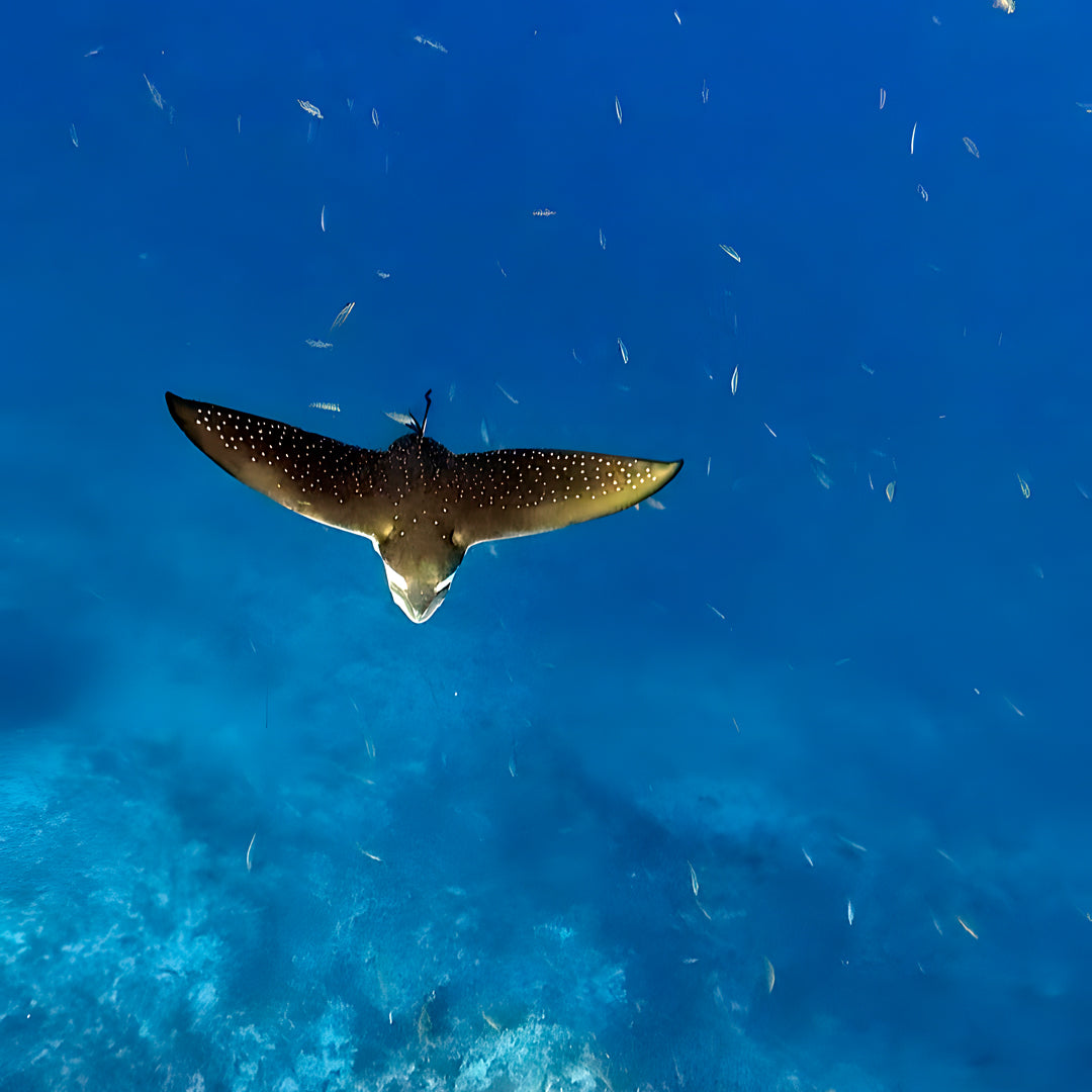 Basic Dhangethi Reef Exploration