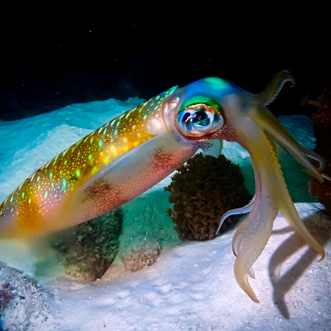 Basic Dhangethi Reef Exploration