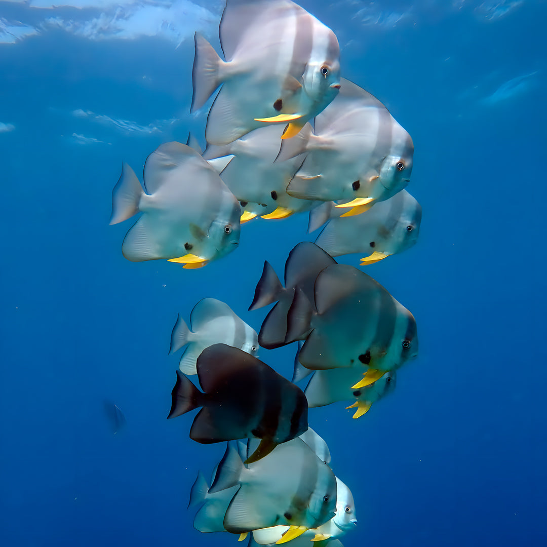 Discovery Dive in Fuvahmulah