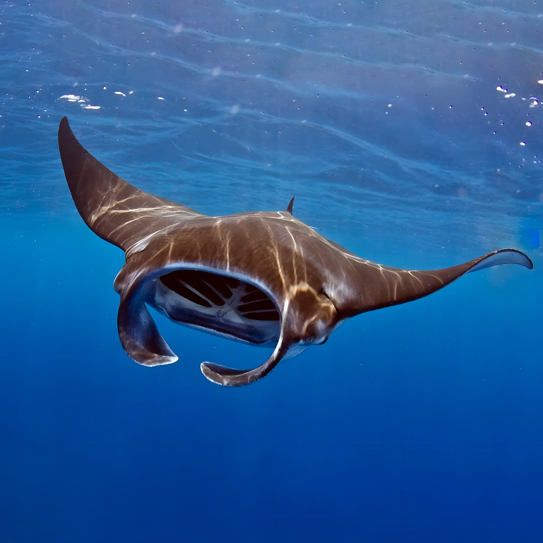 PADI Digital Underwater Imaging Specialty