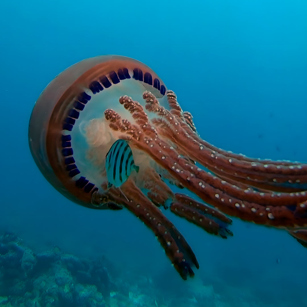 Discovery Dive in Fuvahmulah