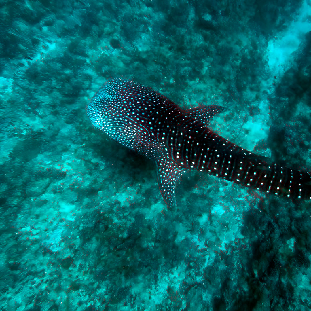 PADI Digital Underwater Imaging Specialty