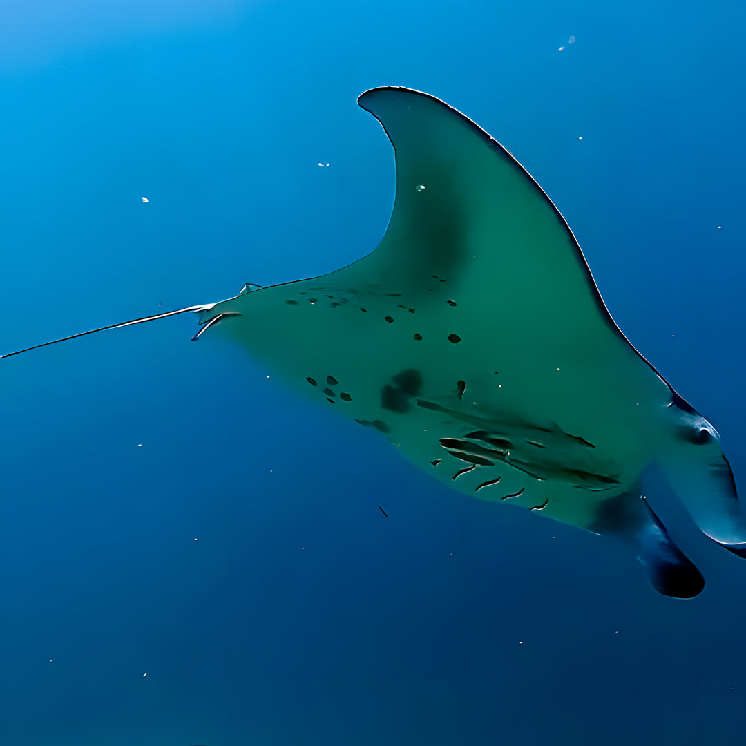 PADI Deep Diver Specialty in Maldives