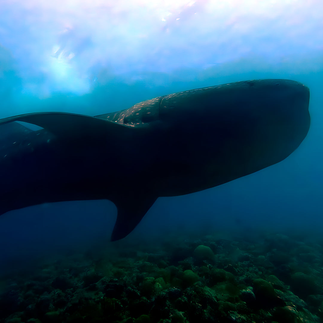 PADI Deep Diver Specialty in Maldives