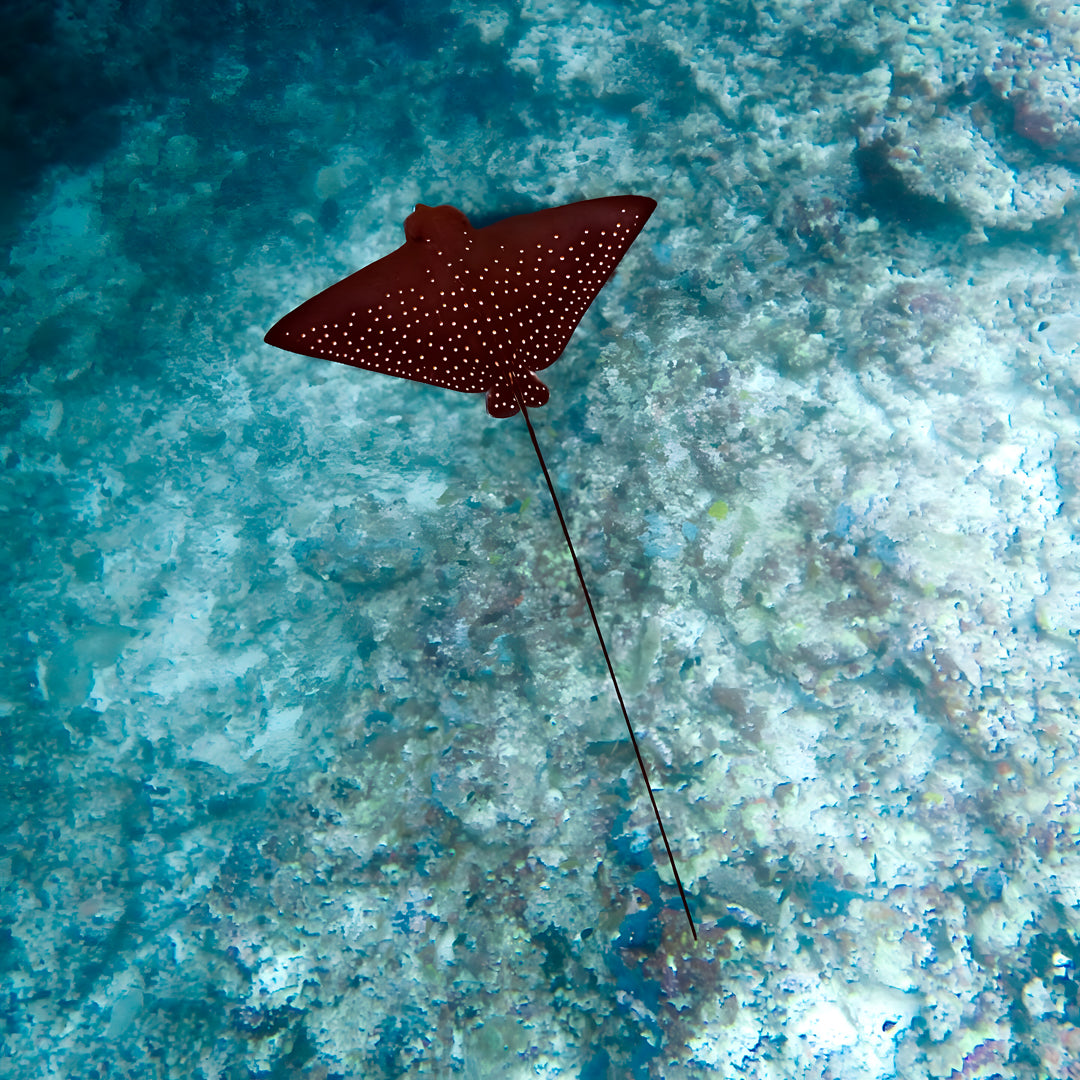 Whale Shark Explorer Scuba Diving Package in Maldives