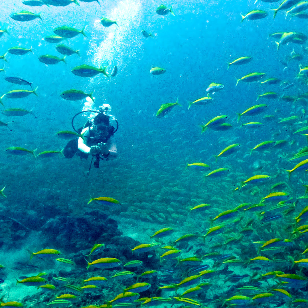 Basic Dhangethi Reef Exploration
