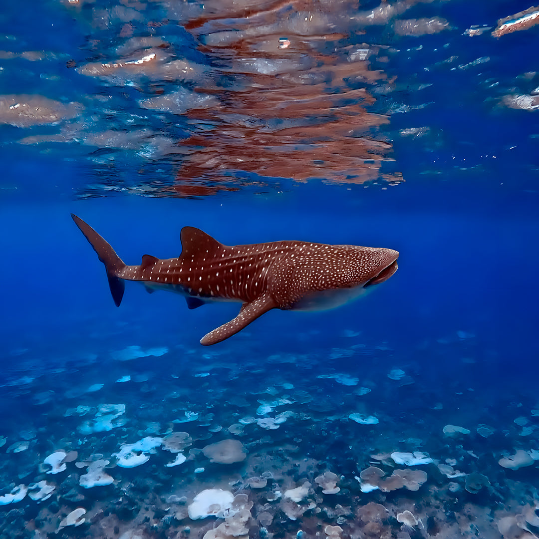 Whale Shark Explorer Scuba Diving Package in Maldives