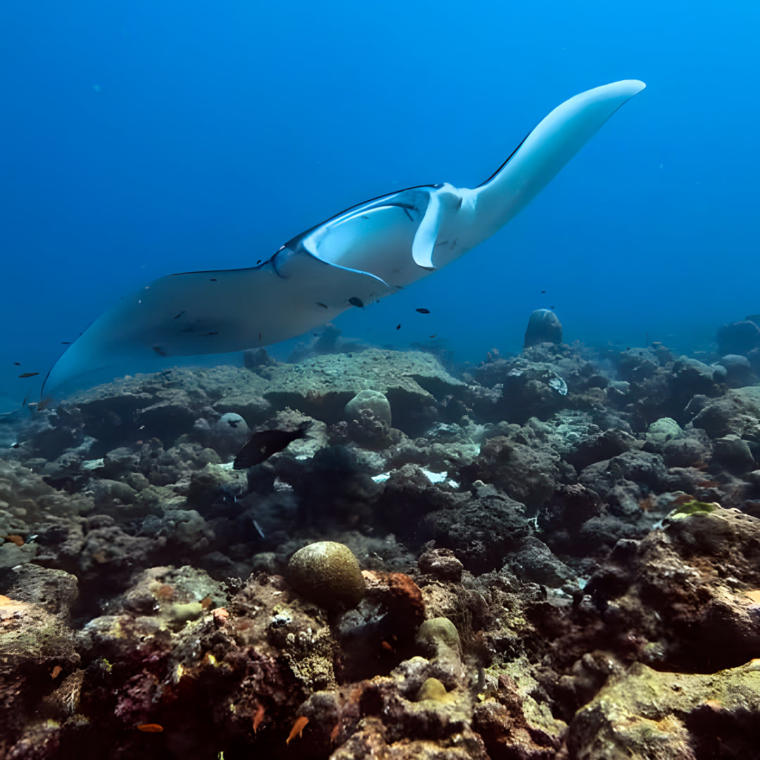 PADI Digital Underwater Imaging Specialty