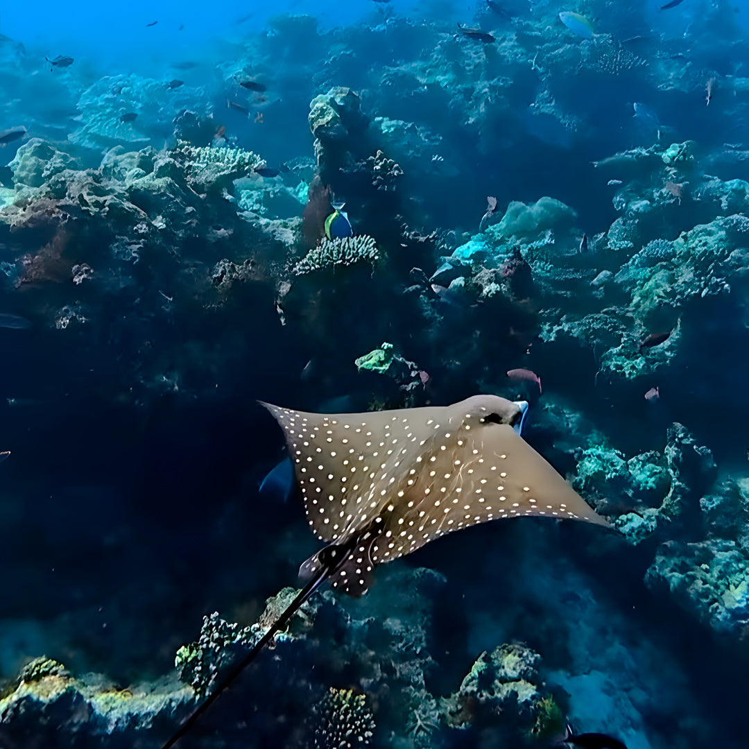 Basic Dhangethi Reef Exploration