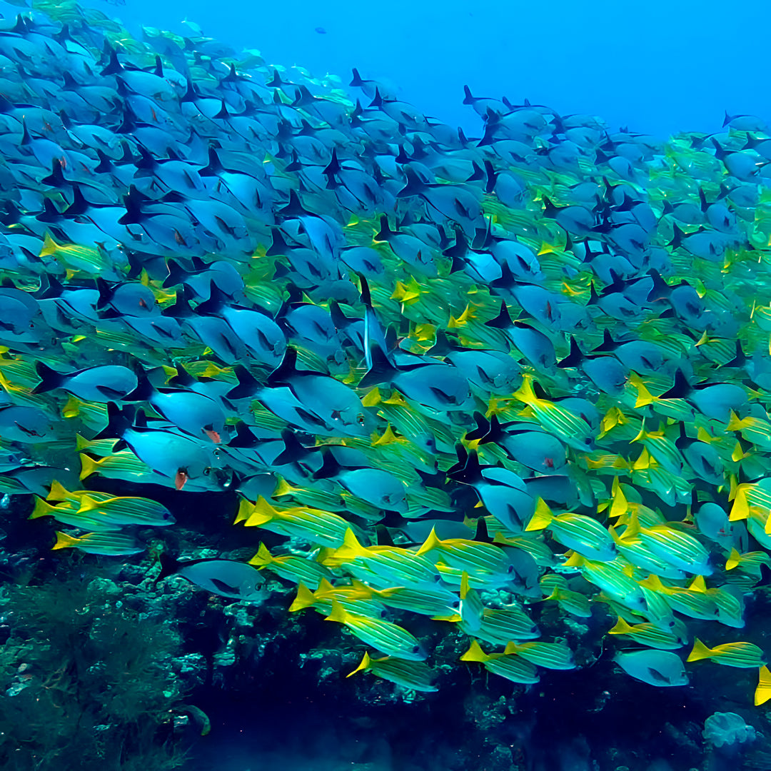 PADI Deep Diver Specialty in Maldives