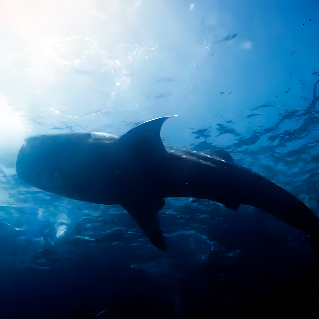 PADI Deep Diver Specialty in Maldives