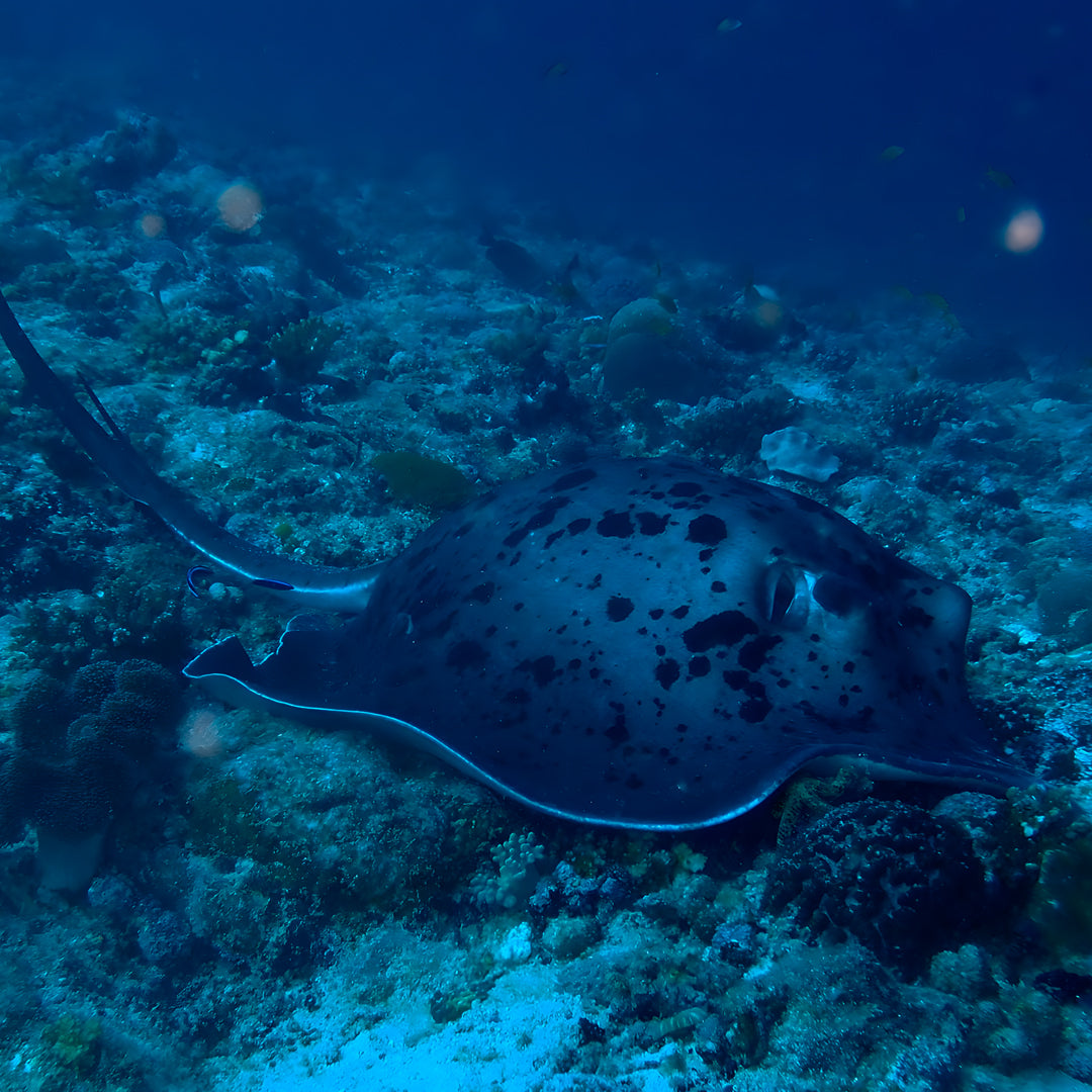 Basic Dhangethi Fun Dive