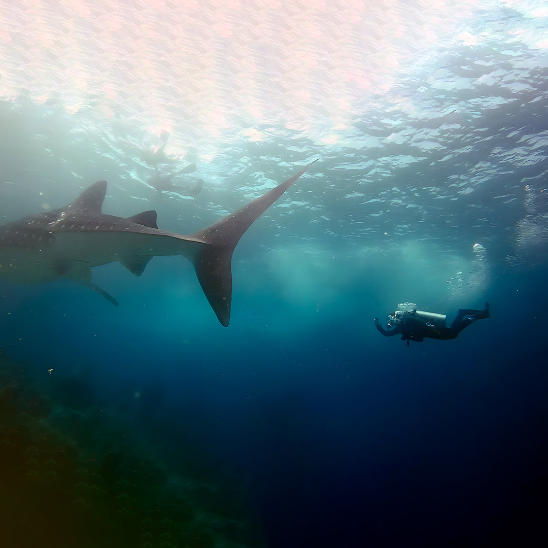 Discovery Dive in Fuvahmulah