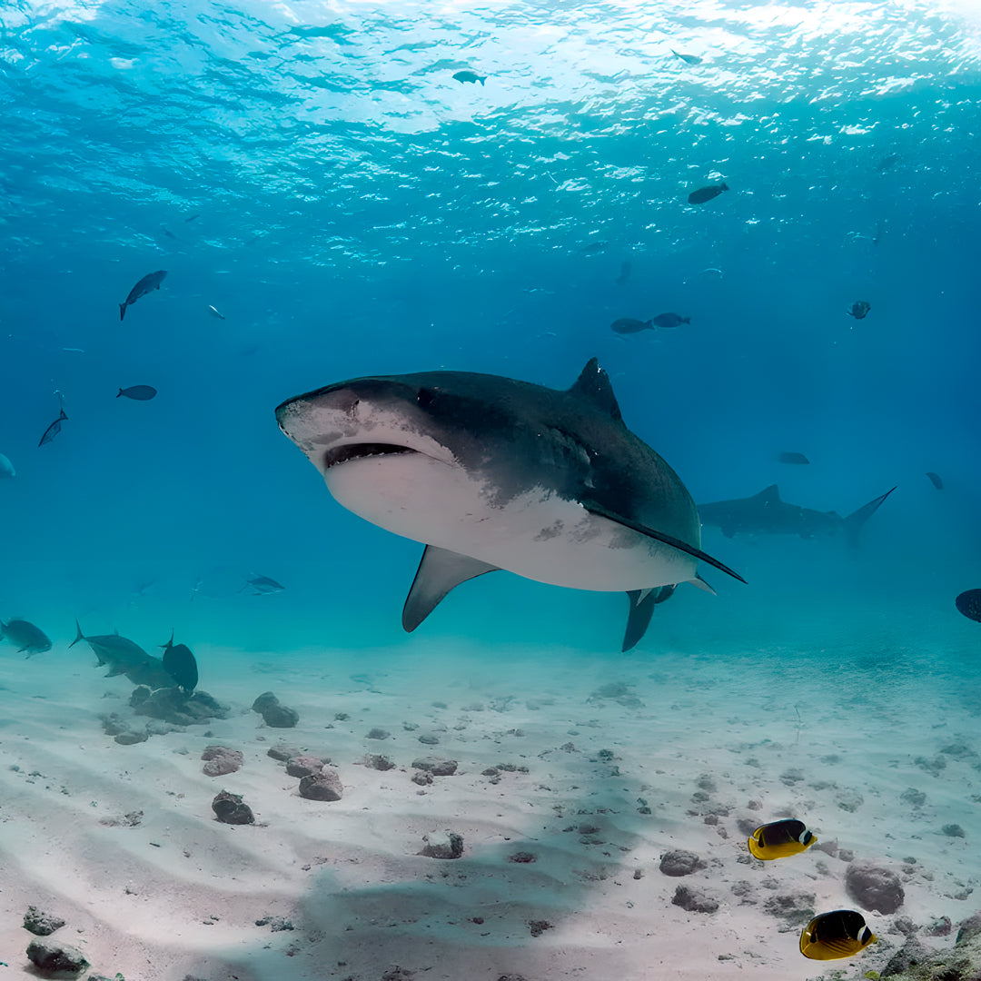 Basic Dhangethi Reef Exploration