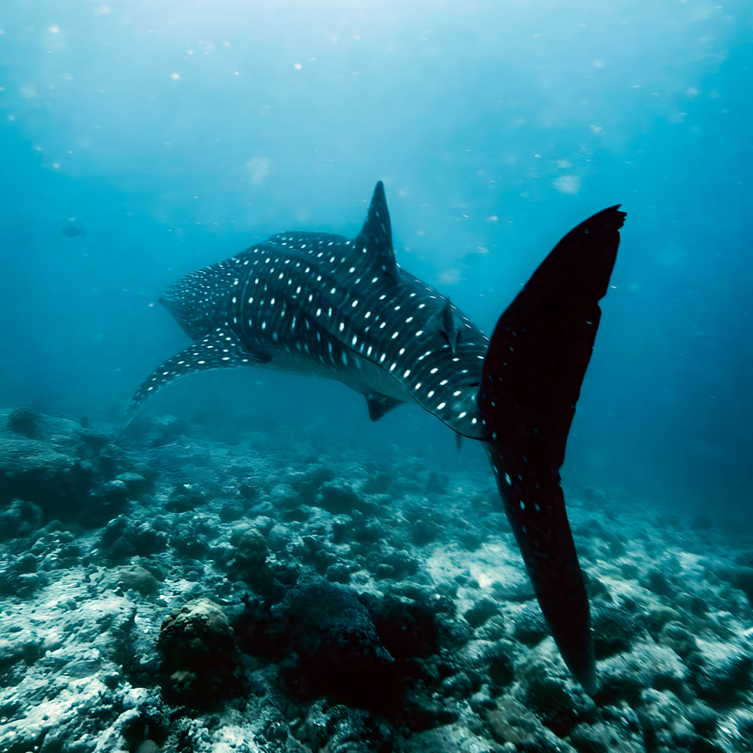 Basic Dhangethi Reef Exploration