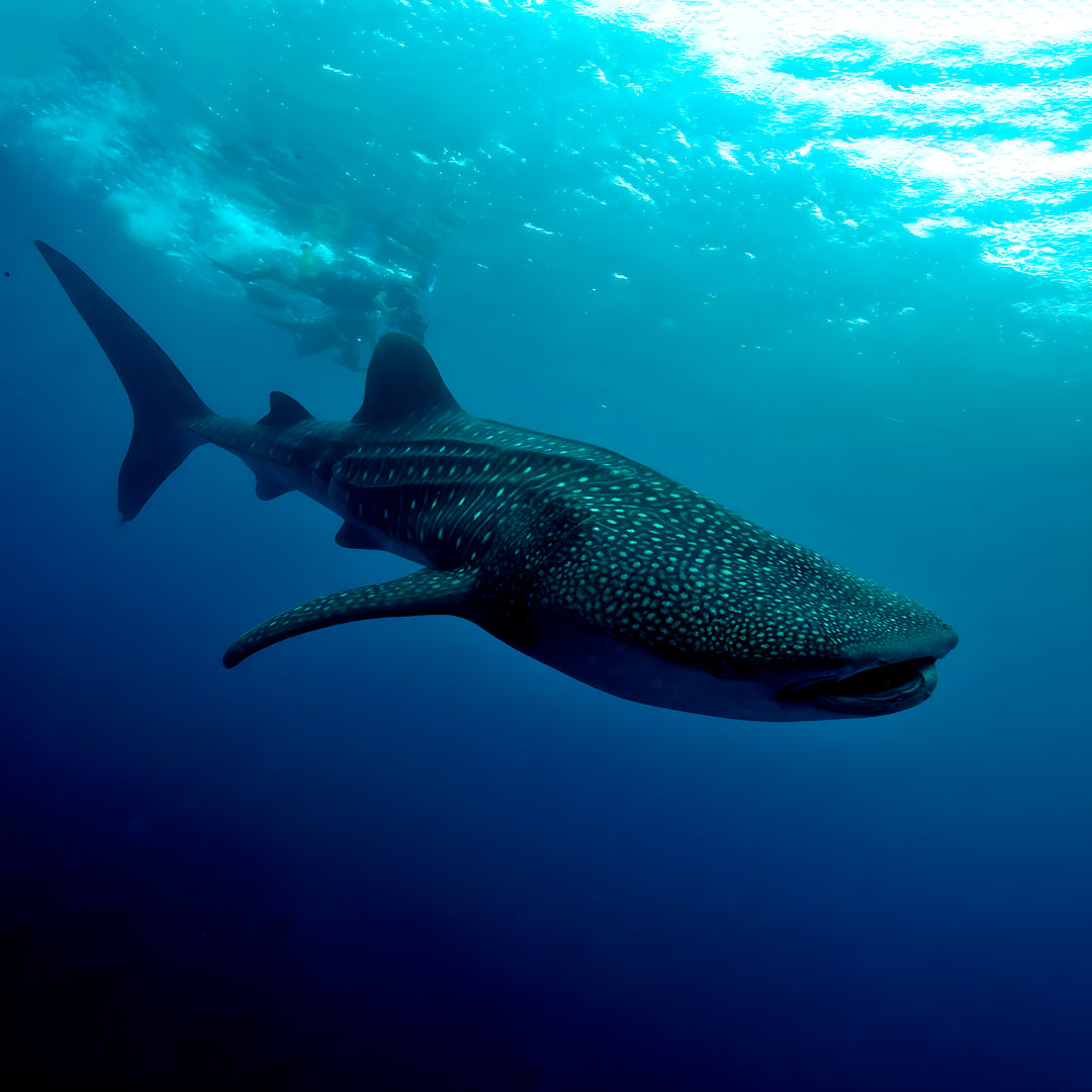 Basic Dhangethi Fun Dive