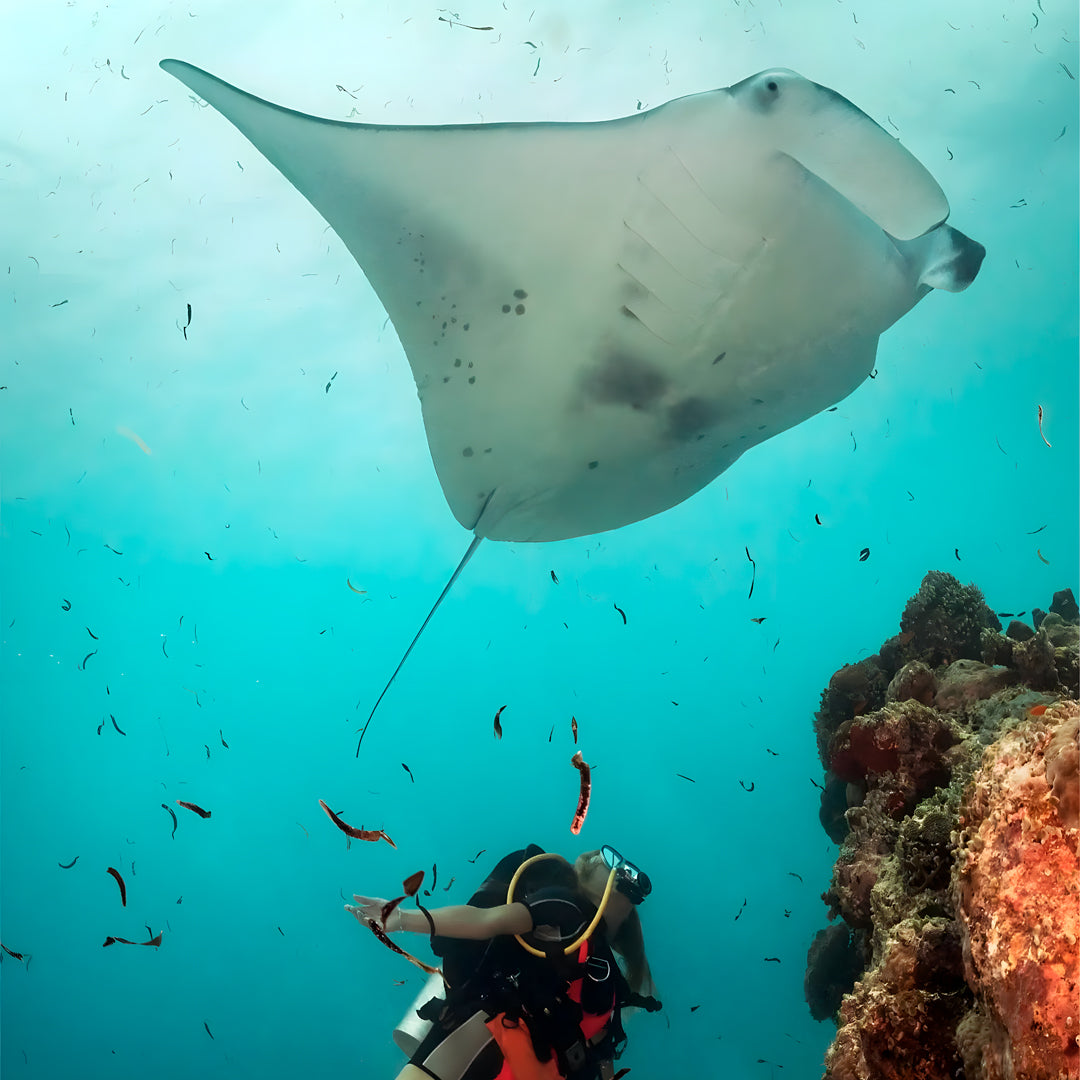 Discovery Dive in Fuvahmulah