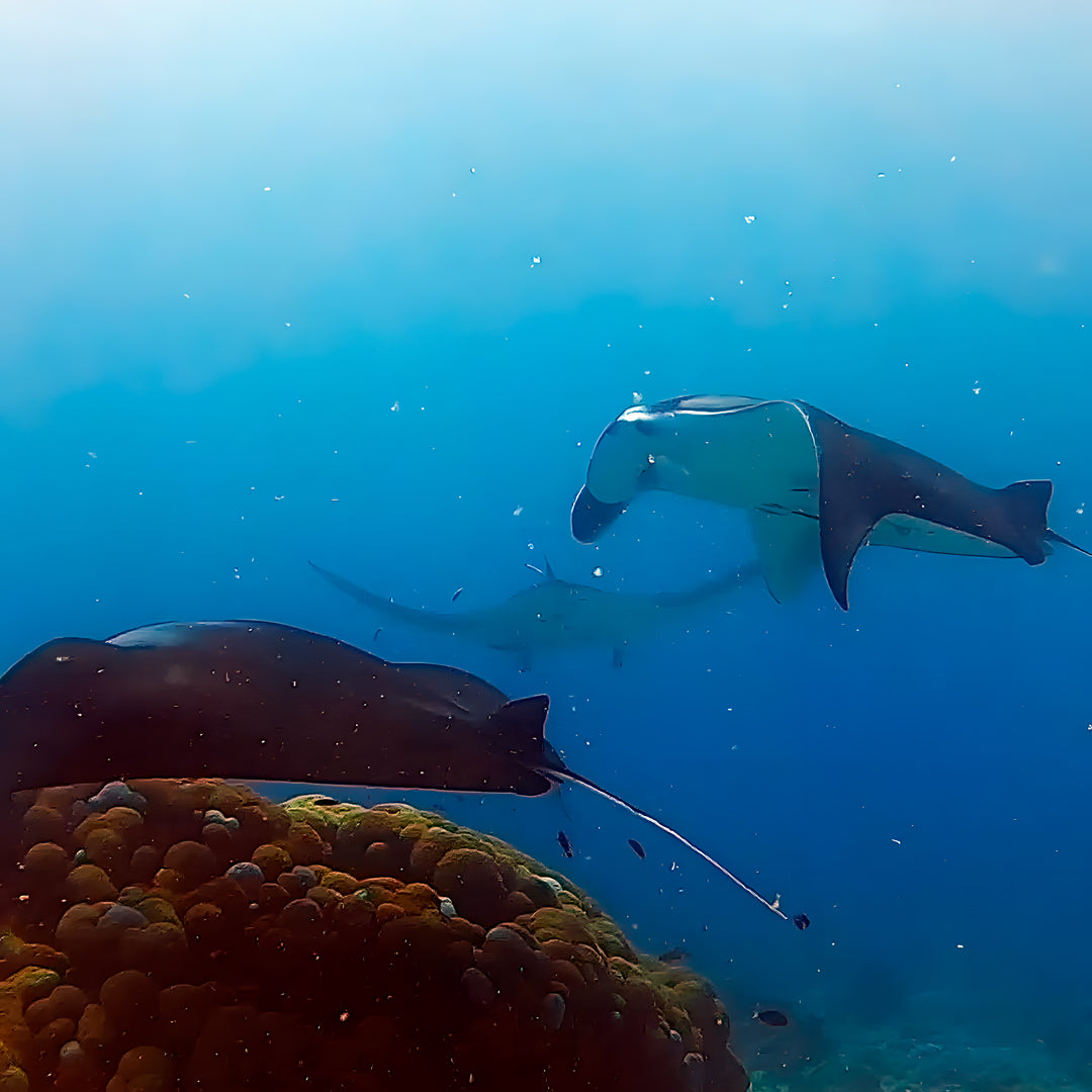 PADI Deep Diver Specialty in Maldives