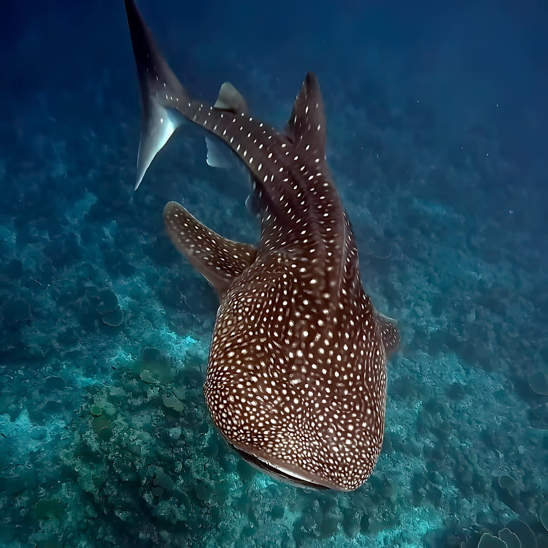 PADI Deep Diver Specialty in Maldives