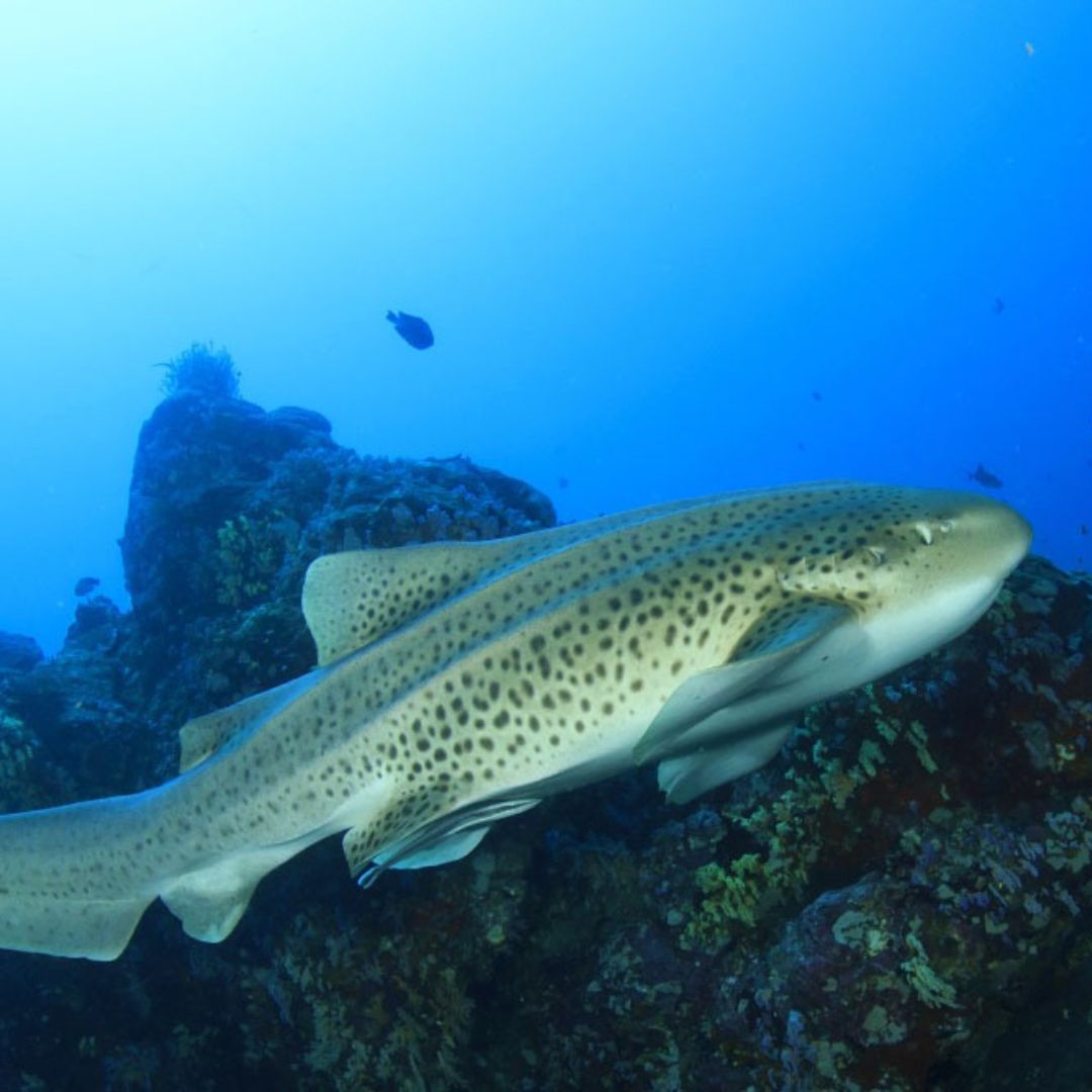 Bida Islands Scuba Diving Liveaboard