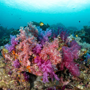 Bida Islands Scuba Diving Liveaboard