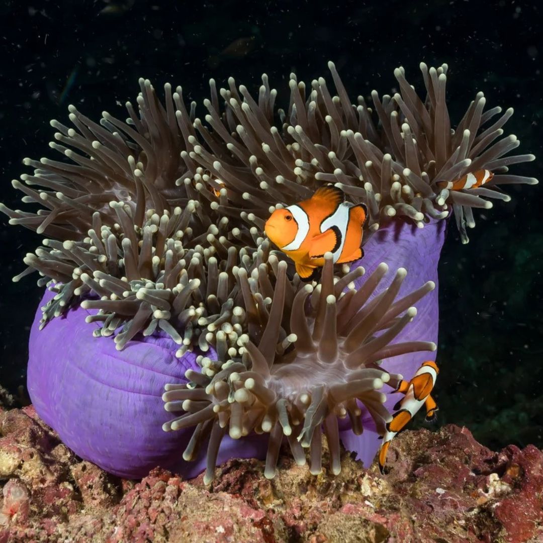 Bida Islands Scuba Diving Liveaboard