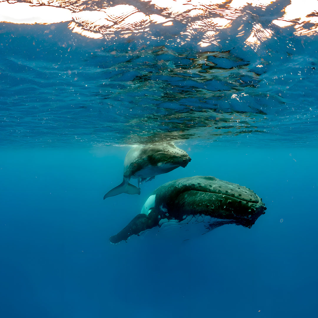 Excursión de pesca submarina de día completo