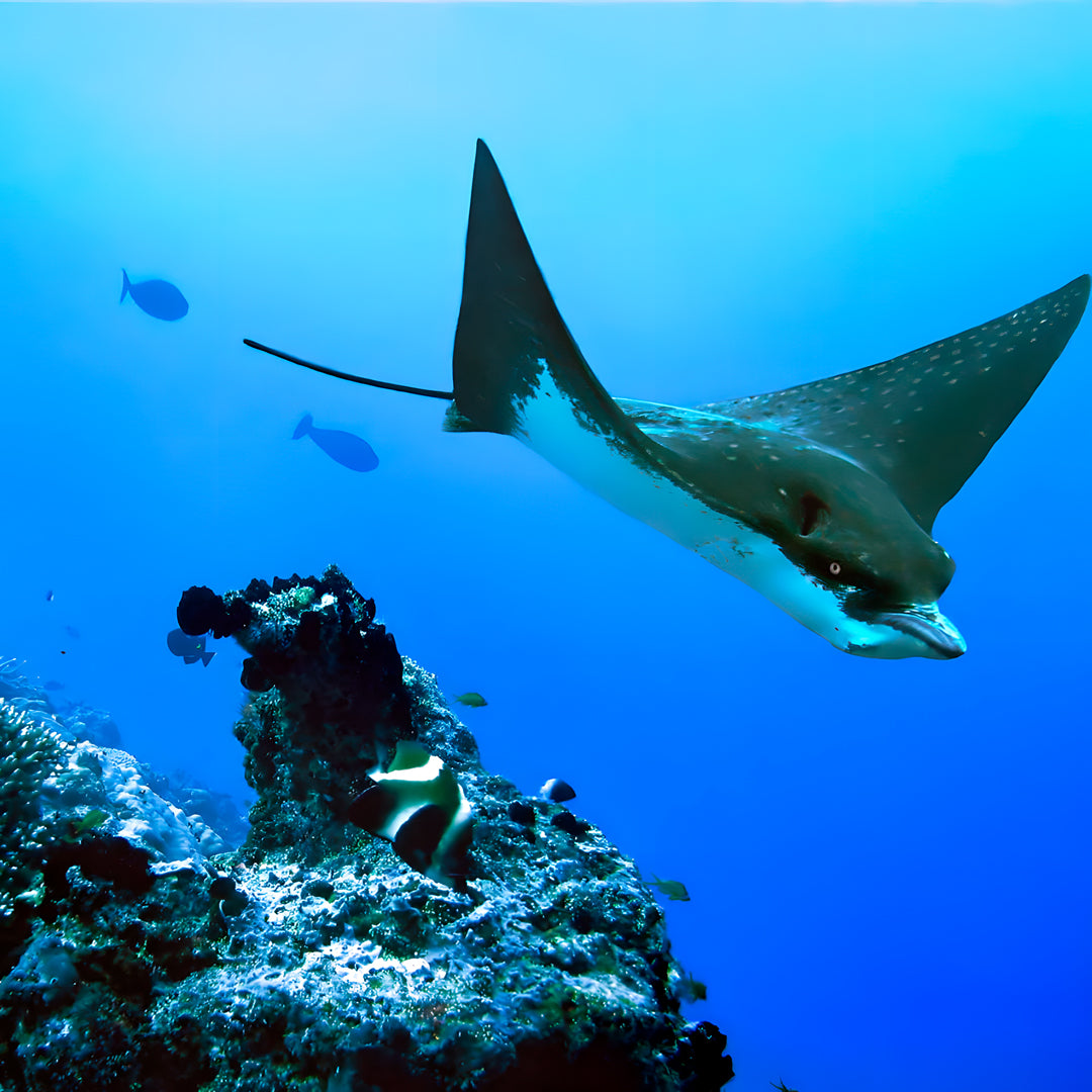 Excursión de pesca submarina de día completo