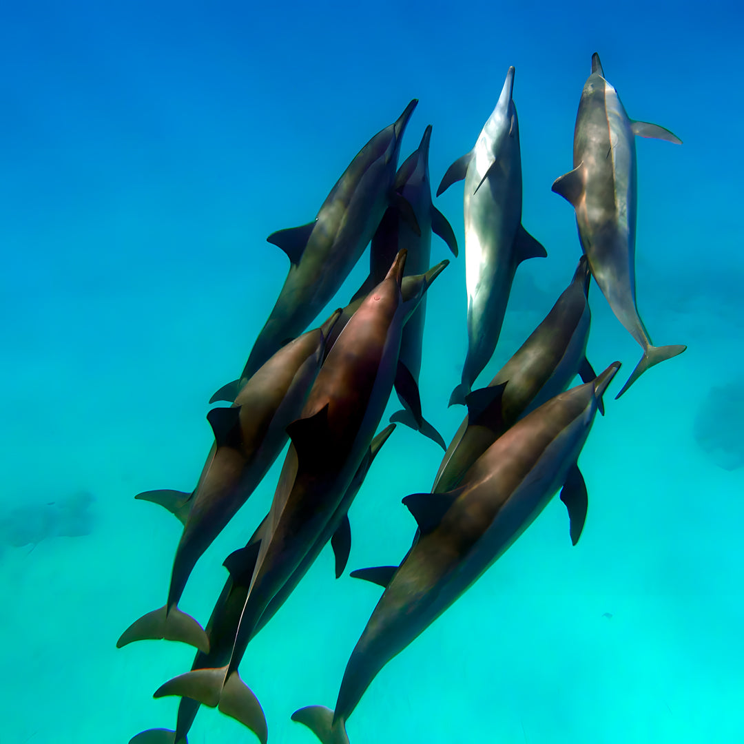 Curso de pesca submarina en Costa Rica