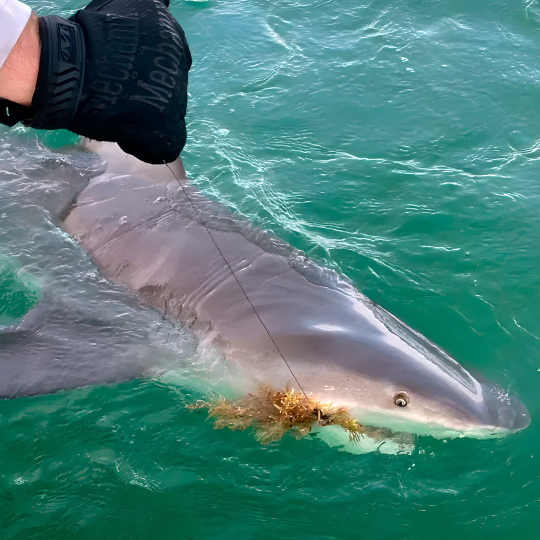 Florida Keys Group Spearfishing Charter